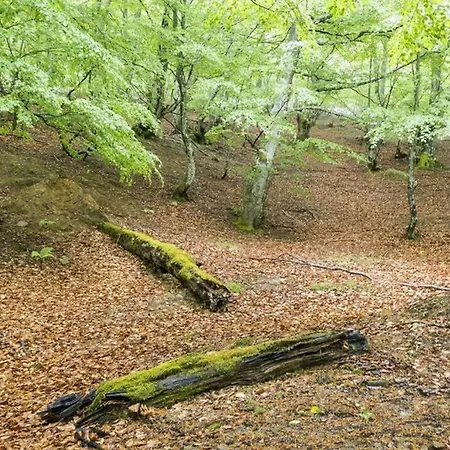 Molinos - Atico En Montana De Asturias
